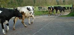 Weidegang naar het weiland